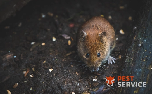 Дератизация в Коломне